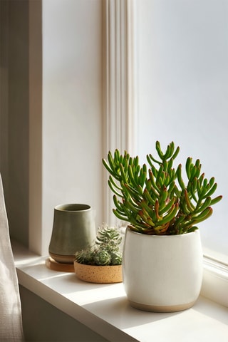 2 árvores de jade Crassula ovata 'Gollum' - Altura entregue 20-25 cm