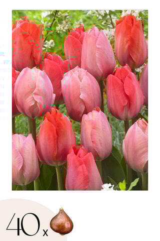 40 tulipas rosa e vermelha