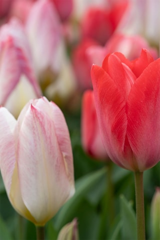 40 tulipas rosa e vermelha