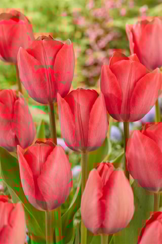 40 tulipas rosa e vermelha