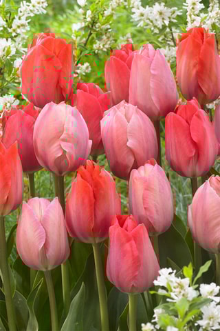 40 tulipas rosa e vermelha