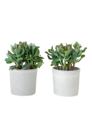 2 árvores de jade Crassula arborescens - Altura entregue 15-25 cm