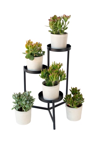 2 árvores de jade Crassula arborescens - Altura entregue 15-25 cm