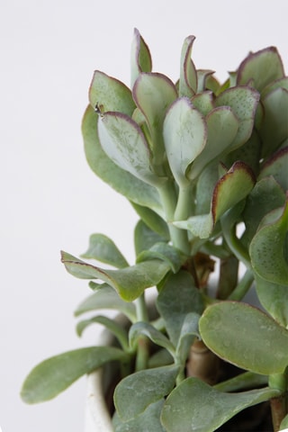 2 árvores de jade Crassula arborescens - Altura entregue 15-25 cm