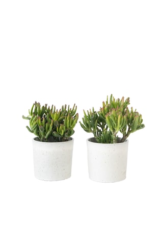 2 Crassula ovata 'Hobbit' - Altura entregue 10-20 cm