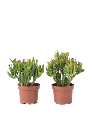 2 Crassula ovata 'Hobbit' - Altura entregue 10-20 cm