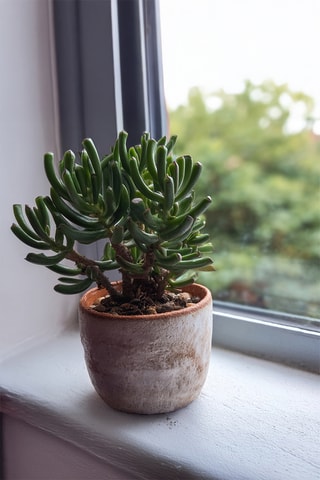 2 Crassula ovata 'Hobbit' - Altura entregue 10-20 cm