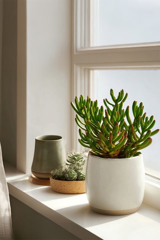 2 Crassula ovata 'Hobbit' - Altura entregue 10-20 cm