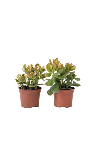 2 crassulas-jade 'Sunset’ - Altura Entregue 15-20 cm