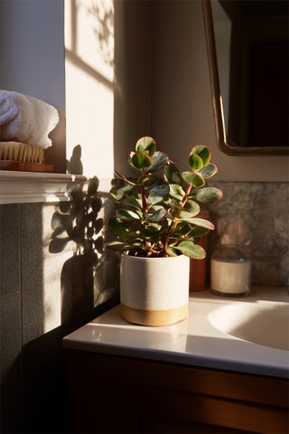 2 crassulas-jade 'Sunset’ - Altura Entregue 15-20 cm