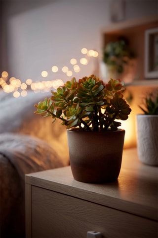 2 crassulas-jade 'Sunset’ - Altura Entregue 15-20 cm