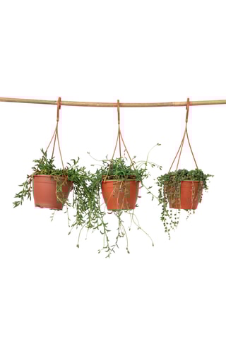 3 senécios - Altura Entregue 25-35 cm