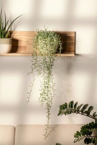 3 senécios - Altura Entregue 25-35 cm