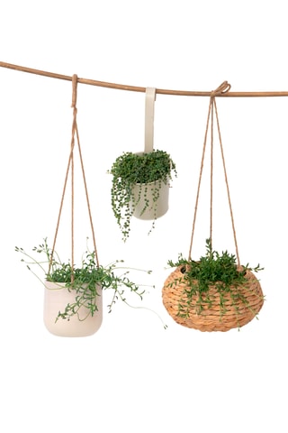 3 senécios - Altura Entregue 25-35 cm