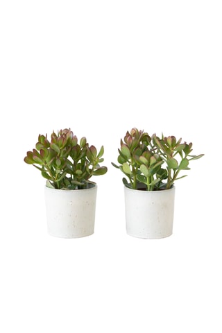 2 crassulas-jade - Altura Entregue 15-25 cm