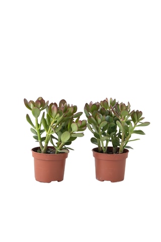 2 crassulas-jade - Altura Entregue 15-25 cm
