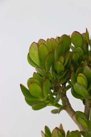 2 crassulas-jade - Altura Entregue 15-25 cm
