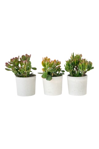 Mistura de 3 Crassula diferentes - Altura Entregue 10-25 cm