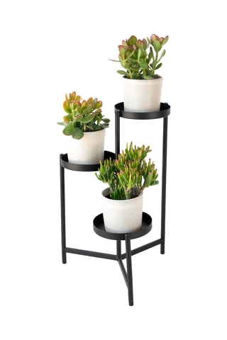 Mistura de 3 Crassula diferentes - Altura Entregue 10-25 cm