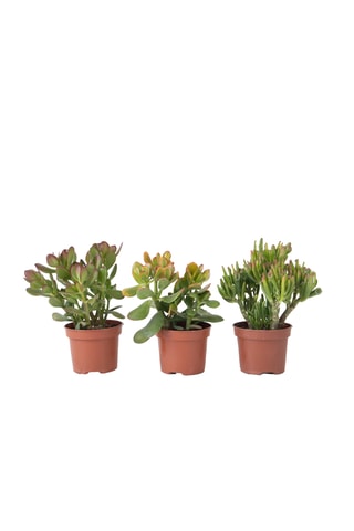 Mistura de 3 Crassula diferentes - Altura Entregue 10-25 cm