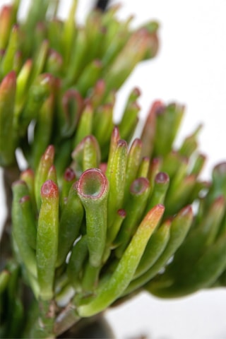 Mistura de 3 Crassula diferentes - Altura Entregue 10-25 cm
