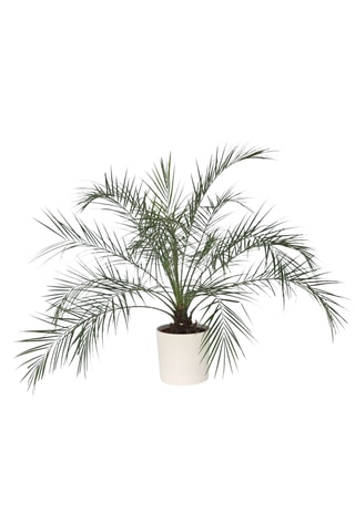 Phoenix Roebelenii 'Palmeira-anã-de-dátil’ - Altura Entregue 80-90 cm