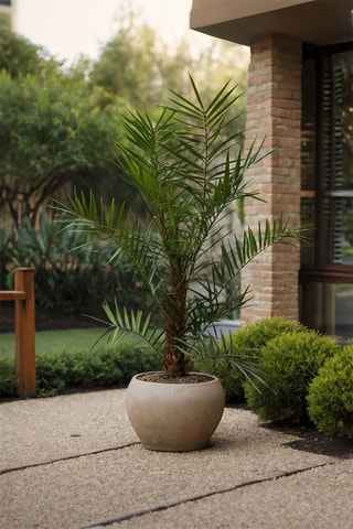 Phoenix Roebelenii 'Palmeira-anã-de-dátil’ - Altura Entregue 80-90 cm