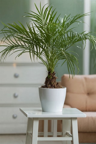 Phoenix Roebelenii 'Palmeira-anã-de-dátil’ - Altura Entregue 80-90 cm