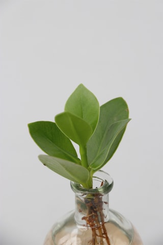 Monstera 'Monkey Mask' e Clúsia 'Princess' em vaso - Altura Entregue 15-35 cm