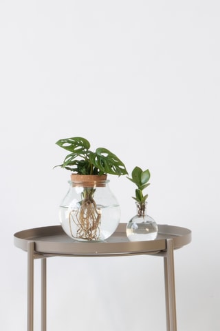 Monstera 'Monkey Mask' e Clúsia 'Princess' em vaso - Altura Entregue 15-35 cm