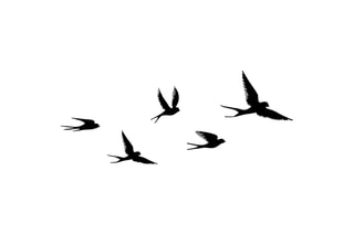 Décoration murale 5 oiseaux - 33 x 22,5 cm - 13,5 x 17 cm - 16 x 10 cm - 23,5 x 15,5 cm - 17 x 10 cm - Noir
