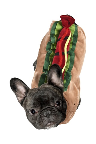 Déguisement hot dog pour chien - Camel