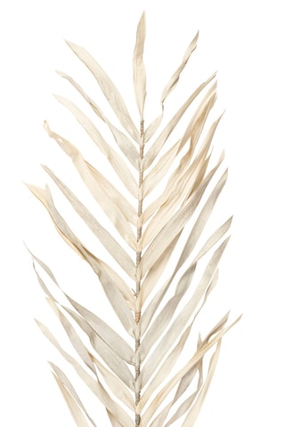 3 branchages Livistona - 100 cm
