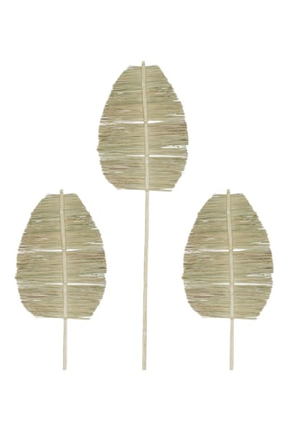 3 plantes séchées Aristida - 22 x 90/24 x 100 cm