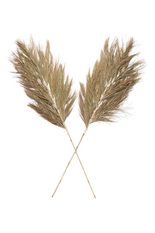 2 branches de dattier - 150 cm - Naturel