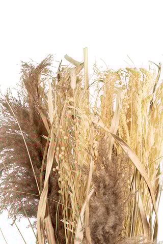 Pampas séchées Lagurus - 150 cm - Naturel