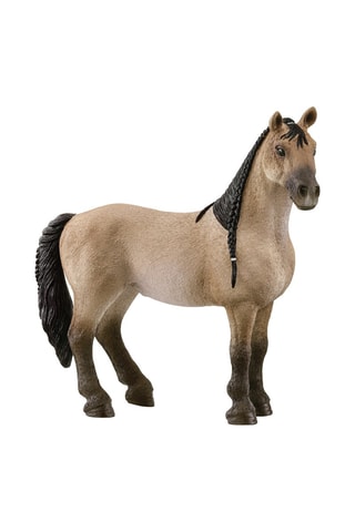 Merrie Criollo Definitivo Horse Club - Vanaf 5 Jaar