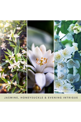 Geurkaars Groot Model Signature - Jasmin de Minuit