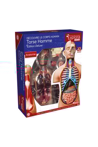 Romp Anatomisch Model  Vanaf 8 Jaar