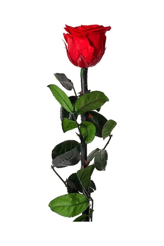 Kunstroos - 30 cm - Rood 