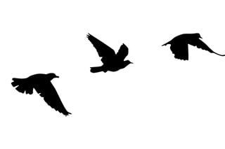 3 décorations murales Oiseaux - 13 x 15 / 9 x 21 / 14 x 20 cm - Noir