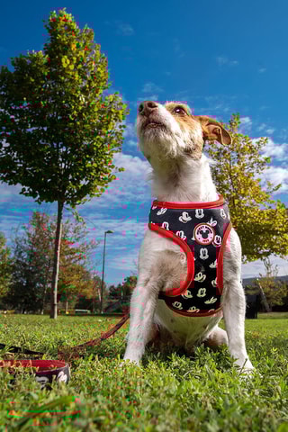 Harnas voor honden Mickey Disney- Rood en Marineblauw