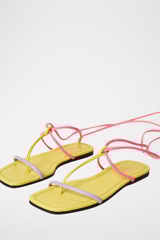 Spartiates Rose et jaune