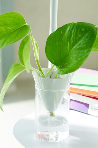 Aardewerk Hydrocultuurpot - 7,8 x 10 x 7,8 cm - Wit