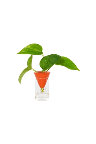 Aardewerk Hydrocultuurpot - 7,8 x 10 x 7,8 cm - Oranje