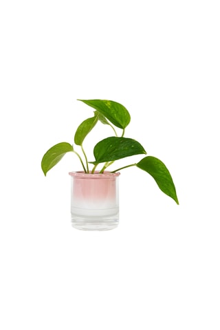 Aardewerk Hydrocultuurpot - 10,2 x 10 x 10,2 cm - Roze