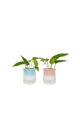Aardewerk Hydrocultuurpot - 10,2 x 10 x 10,2 cm - Roze