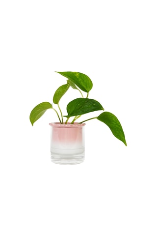 Aardewerk Hydrocultuurpot - 10,2 x 10 x 10,2 cm - Roze