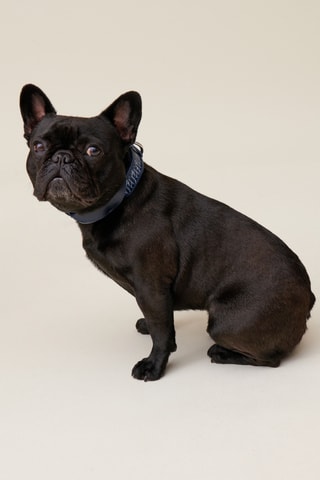 Coleira para cão em couro - Azul