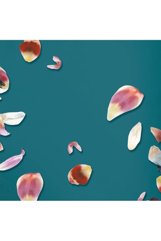 2 fronhas em cetim de algodão 200 fios/cm² Aurore - Verde